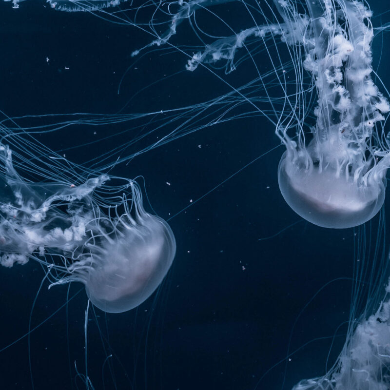 We encountered a jellyfish paradise 3